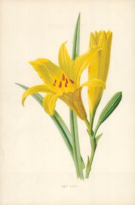 黄花菜 作者 弗雷德里克·爱德华·赫尔姆