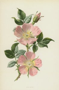 狗玫瑰（chromolitho） 作者 弗雷德里克·爱德华·赫尔姆