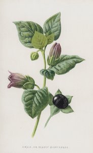 Dwale，或Deadly Nightshade（chromolitho） 作者 弗雷德里克·爱德华·赫尔姆