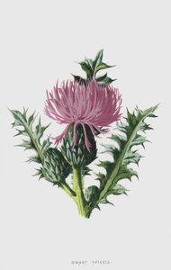 矮人蓟（chromolitho） 作者 弗雷德里克·爱德华·赫尔姆