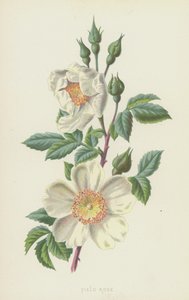 Field Rose（chromolitho） 作者 弗雷德里克·爱德华·赫尔姆