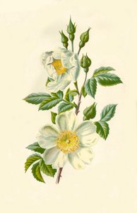 菲尔·罗斯（Field Rose），1877年。
