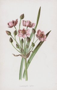 开花匆忙（chromolitho）