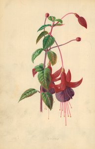 紫红色 作者 弗雷德里克·爱德华·赫尔姆