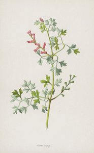 Fumitory（chromolitho） 作者 弗雷德里克·爱德华·赫尔姆