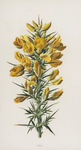 Furze（chromolitho） 作者 弗雷德里克·爱德华·赫尔姆