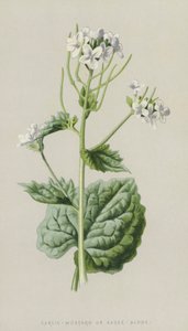 大蒜芥末或酱油（chromolitho） 作者 弗雷德里克·爱德华·赫尔姆