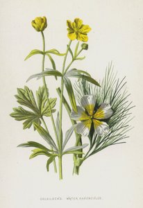 金针菇，水毛茛属（chromolitho） 作者 弗雷德里克·爱德华·赫尔姆