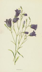 Harebell（chromolitho） 作者 弗雷德里克·爱德华·赫尔姆