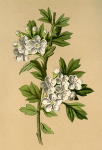 霍索恩（Hawthorn），1877年。 作者 弗雷德里克·爱德华·赫尔姆