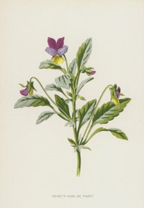Heart Ease，或Pansy（chromolitho） 作者 弗雷德里克·爱德华·赫尔姆