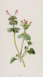 Henbit（chromolitho） 作者 弗雷德里克·爱德华·赫尔姆