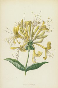金银花（chromolitho） 作者 弗雷德里克·爱德华·赫尔姆