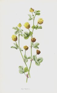 Hop-Trefoil（chromolitho） 作者 弗雷德里克·爱德华·赫尔姆