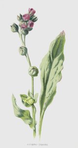 猎犬 - 舌头（chromolitho） 作者 弗雷德里克·爱德华·赫尔姆
