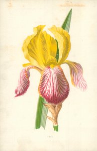 鸢尾花 作者 弗雷德里克·爱德华·赫尔姆
