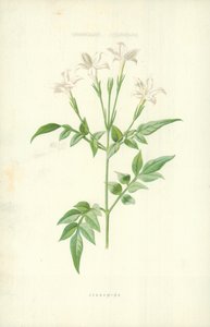 莉 作者 弗雷德里克·爱德华·赫尔姆