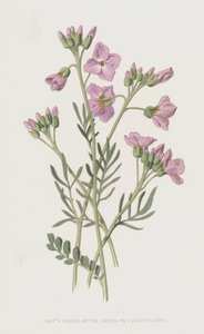 Ladys Smock，Bitter Cress或Cuckooflower（chromolitho）