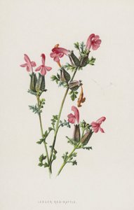 较小的红拨浪鼓（chromolitho） 作者 弗雷德里克·爱德华·赫尔姆