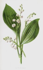 铃兰（chromolitho） 作者 弗雷德里克·爱德华·赫尔姆