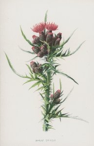 沼泽蓟（chromolitho） 作者 弗雷德里克·爱德华·赫尔姆
