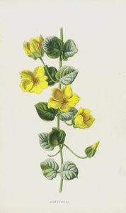 金钱草（chromolitho） 作者 弗雷德里克·爱德华·赫尔姆