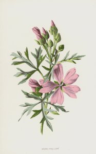 麝香锦葵（chromolitho） 作者 弗雷德里克·爱德华·赫尔姆