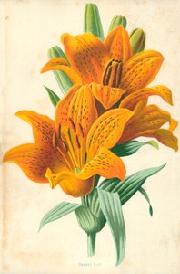 橙色百合 作者 弗雷德里克·爱德华·赫尔姆