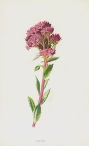 Orpine（chromolitho） 作者 弗雷德里克·爱德华·赫尔姆