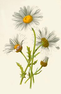 牛眼雏菊，1877年。 作者 弗雷德里克·爱德华·赫尔姆