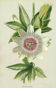 激情花 作者 弗雷德里克·爱德华·赫尔姆