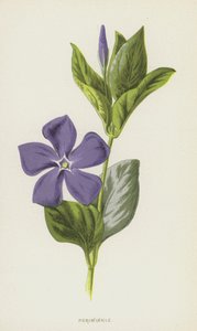 长春花（chromolitho） 作者 弗雷德里克·爱德华·赫尔姆