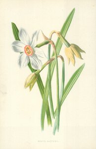 诗人的水仙花 作者 弗雷德里克·爱德华·赫尔姆