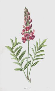 Sainfoin（chromolitho）