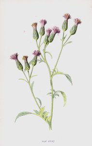 锯麦片（chromolitho） 作者 弗雷德里克·爱德华·赫尔姆