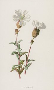 Sea Campion（chromolitho） 作者 弗雷德里克·爱德华·赫尔姆