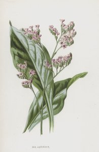 海薰衣草（chromolitho） 作者 弗雷德里克·爱德华·赫尔姆
