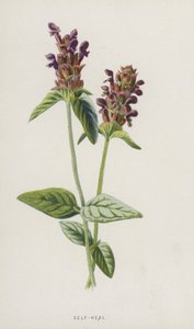 自愈（chromolitho） 作者 弗雷德里克·爱德华·赫尔姆
