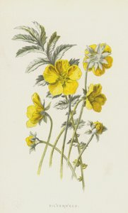 Silverweed（chromolitho） 作者 弗雷德里克·爱德华·赫尔姆