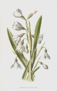 雪花莲和雪花（chromolitho） 作者 弗雷德里克·爱德华·赫尔姆