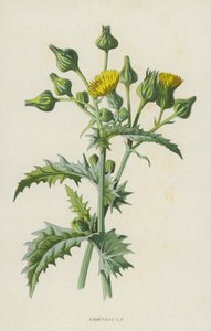 Sowthistle（chromolitho） 作者 弗雷德里克·爱德华·赫尔姆