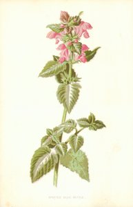 发现死荨麻 作者 弗雷德里克·爱德华·赫尔姆