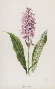 斑点兰花（chromolitho） 作者 弗雷德里克·爱德华·赫尔姆