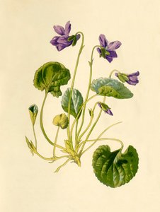 甜紫罗兰，1877年。 作者 弗雷德里克·爱德华·赫尔姆