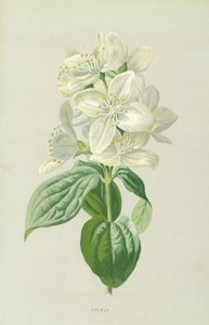 丁香 作者 弗雷德里克·爱德华·赫尔姆
