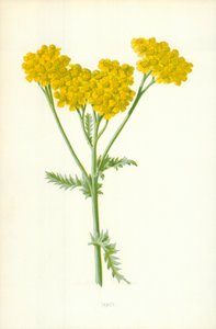艾菊 作者 弗雷德里克·爱德华·赫尔姆