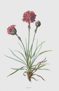 节俭（chromolitho） 作者 弗雷德里克·爱德华·赫尔姆