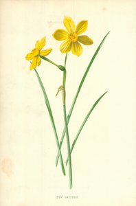 微小的水仙花 作者 弗雷德里克·爱德华·赫尔姆