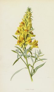 Toad-Flax（chromolitho） 作者 弗雷德里克·爱德华·赫尔姆