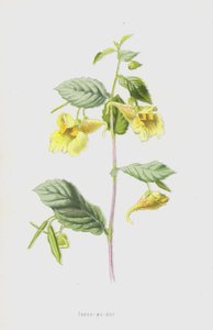 Touch-Me-Not（chromolitho） 作者 弗雷德里克·爱德华·赫尔姆